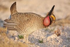 Lesser Prairie-Chicken Lesser Prairie-Chicken